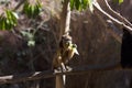 Howler monkey sitting a tree branch eating Royalty Free Stock Photo