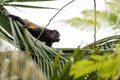 A howler monkey sitting in the tree tops of a forest Royalty Free Stock Photo