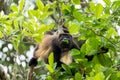 A howler monkey sitting in the tree tops of a forest and eating leaf