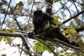 Howler monkey on a tree in Costa Rica