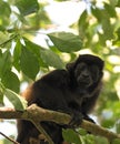 Howler monkey in a tree on an island in Gulf of Chiriqui panama Royalty Free Stock Photo