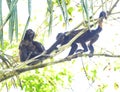 Howler monkey troop in tree with baby, corcovad0, costa rica Royalty Free Stock Photo