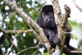 Howler monkey in Costa Rica Royalty Free Stock Photo