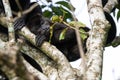 Howler monkey in Costa Rica Royalty Free Stock Photo