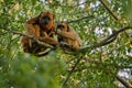 Howler monkeys really high on a giant tree in brazilian jungle.