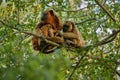 Howler monkeys really high on a giant tree in brazilian jungle.