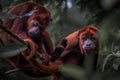 Howler monkeys in the jungles of the Amazon, surrounded by tree leaves against blur background Royalty Free Stock Photo