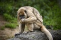 Howler Monkey eating