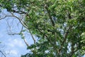 Howler monkeys in tree