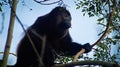 Howler on Ometepe Royalty Free Stock Photo