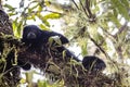 Black Hair monkey watching from a high brunch tree in a tropical Jungle