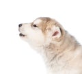 Howling alaskan malamute puppy dog in profile. isolated on white Royalty Free Stock Photo