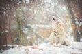 Howling arctic wolf also known as the white wolf or polar wolf.