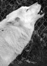 Howling Arctic Wolf or Polar White Wolf