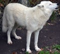 Howling Arctic Wolf or Polar White Wolf