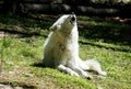 Howling Arctic Wolf