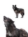 Howling canadian black wolf isolated on white Royalty Free Stock Photo