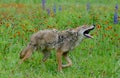 Howling Coyote in a field of wildflowers. Royalty Free Stock Photo