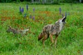 Howling Coyote in a field of wildflowers. Royalty Free Stock Photo