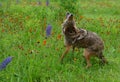 Howling Coyote in a field of wildflowers. Royalty Free Stock Photo