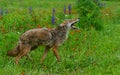 Howling Coyote in a field of wildflowers. Royalty Free Stock Photo