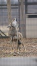 Howling Coyote Royalty Free Stock Photo