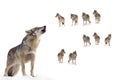 Howling gray wolf on background of a wolf pack Royalty Free Stock Photo