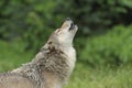 Howling Gray Wolf Royalty Free Stock Photo
