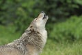 Howling Gray Wolf