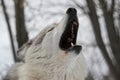 Howling Gray Wolf close up