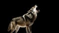 howling gray wolf isolated on dark background. AI Generative Royalty Free Stock Photo