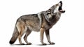 howling gray wolf isolated on white background. AI Generative Royalty Free Stock Photo