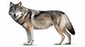 howling gray wolf isolated on white background. Generative Ai Royalty Free Stock Photo