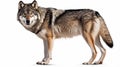 howling gray wolf isolated on white background. Generative Ai