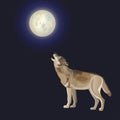 Howling gray wolf