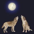 Howling gray wolves Royalty Free Stock Photo