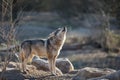 Howling of a Grey wolf in the forest during the winter