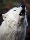 Howling Hudson Bay wolf