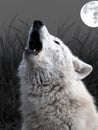 Howling Hudson Bay Wolf Royalty Free Stock Photo