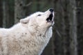 Howling Hudson Bay Wolf Royalty Free Stock Photo