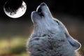 Howling Hudson Bay Wolf Royalty Free Stock Photo