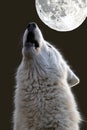 Howling Hudson Bay Wolf Royalty Free Stock Photo