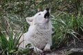 Howling Hudson Bay wolf (Canis lupus hudsonicus)