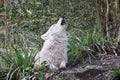 Howling Hudson Bay wolf (Canis lupus hudsonicus)