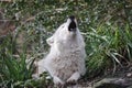 Howling Hudson Bay wolf (Canis lupus hudsonicus)