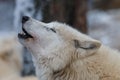 Howling Hudson Bay wolf Canis lupus hudsonicus Royalty Free Stock Photo