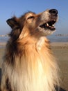 Howling Lassie Dog