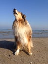 Howling Lassie Dog