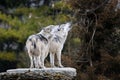 Howling Mexican gray wolves