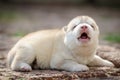 Howling Puppy siberian husky